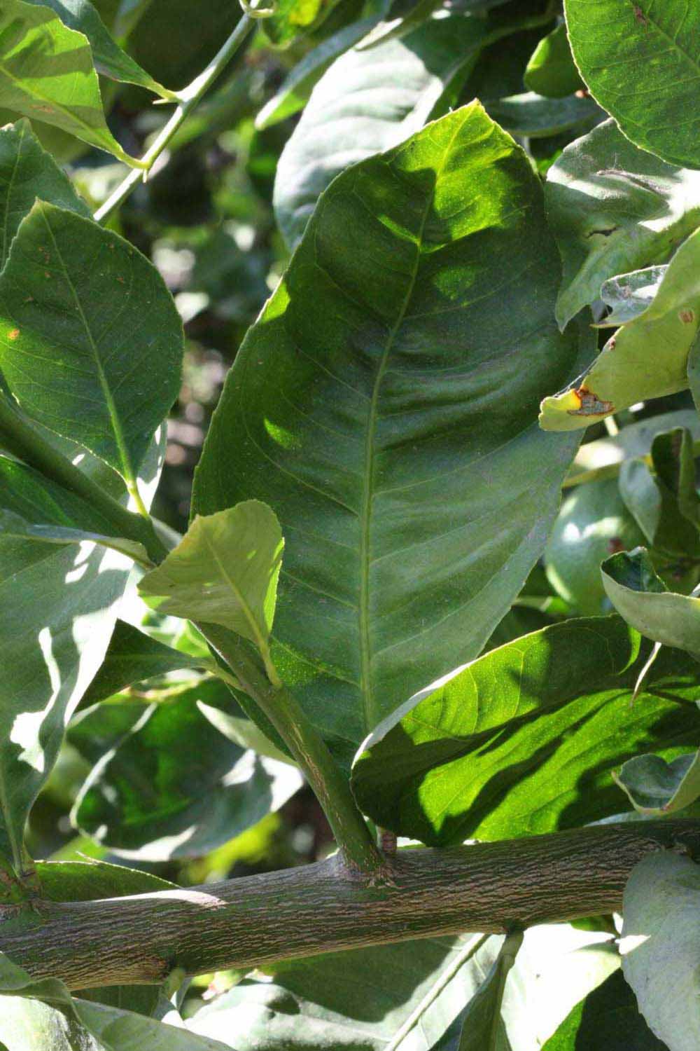            Unifoliolate leaf (Millsweet, Riverside, CA)   